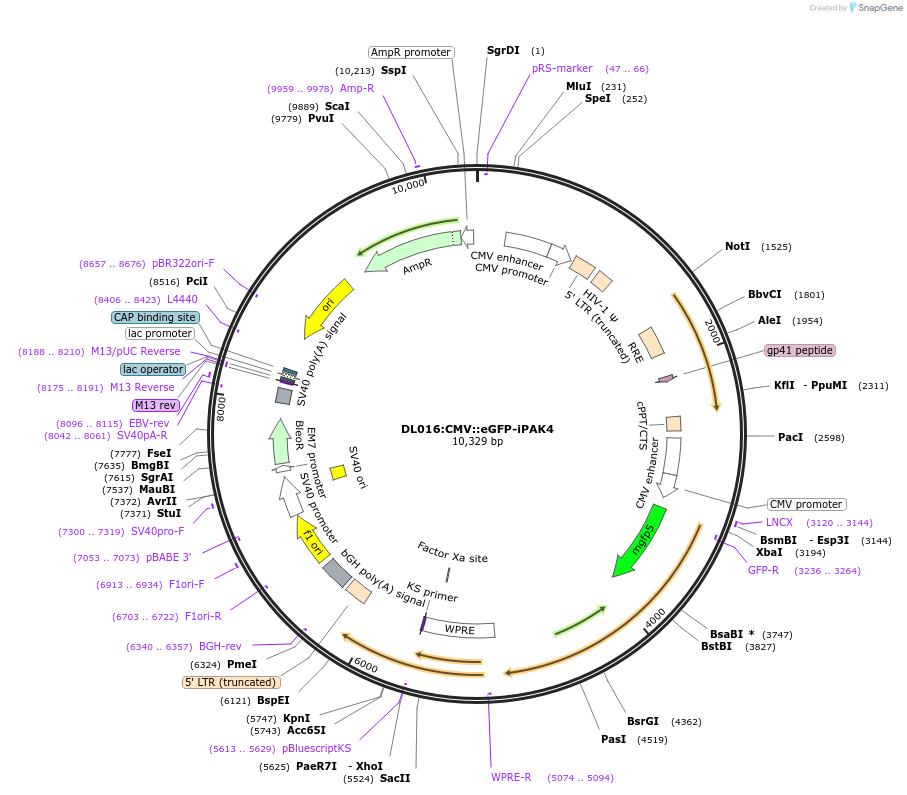 177881-plasmid-map-sequence-id-349964
