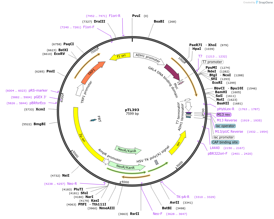 168454-plasmid-map-sequence-id-349966