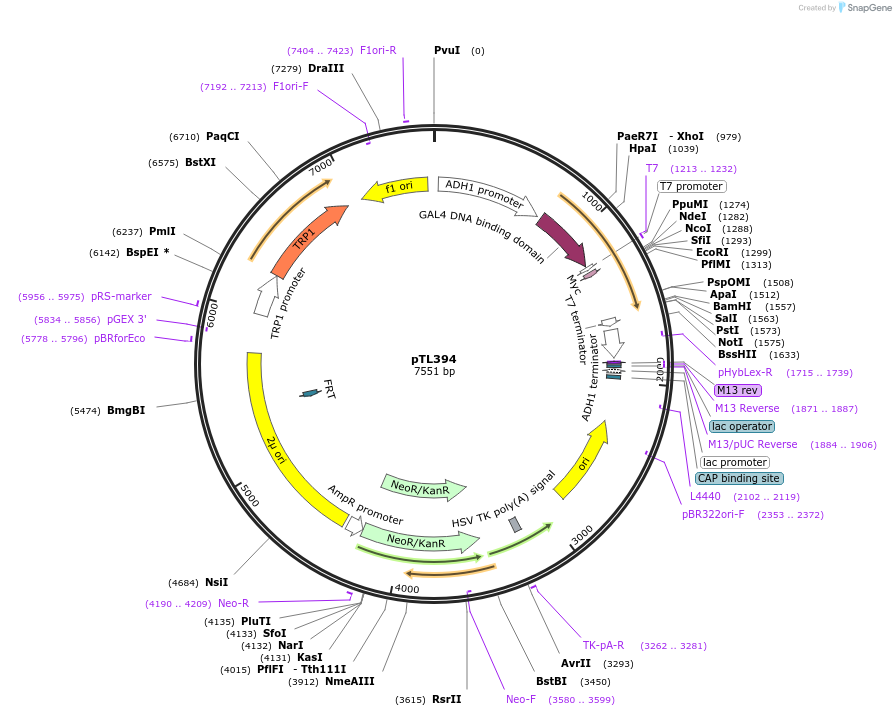168455-plasmid-map-sequence-id-349967