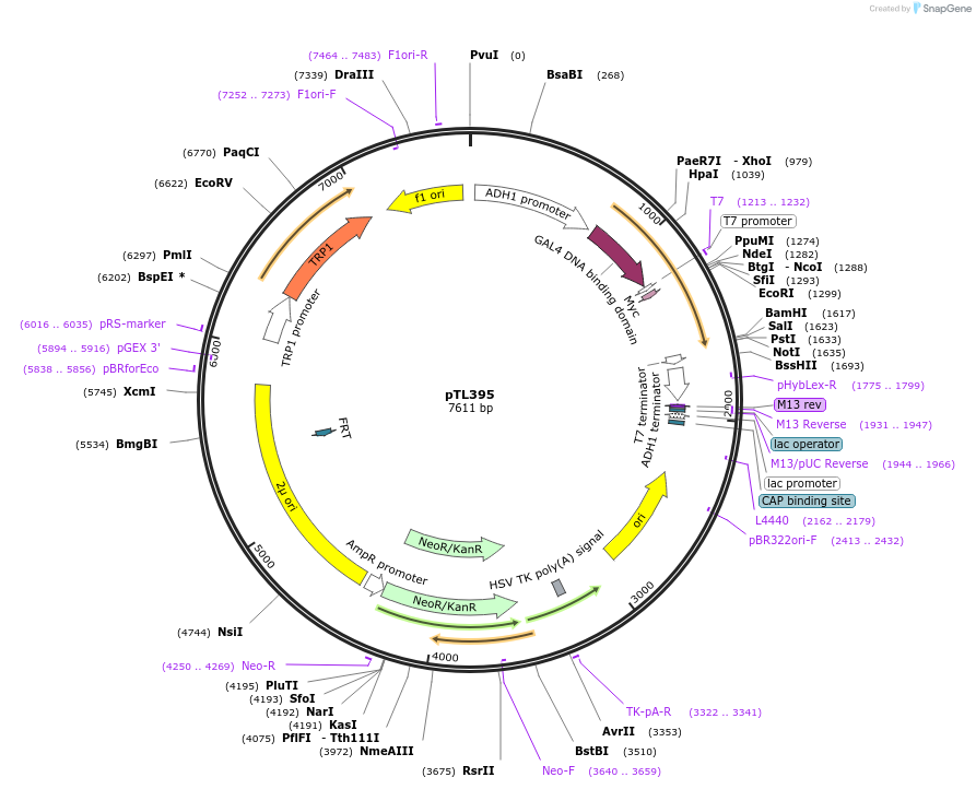 168456-plasmid-map-sequence-id-349968