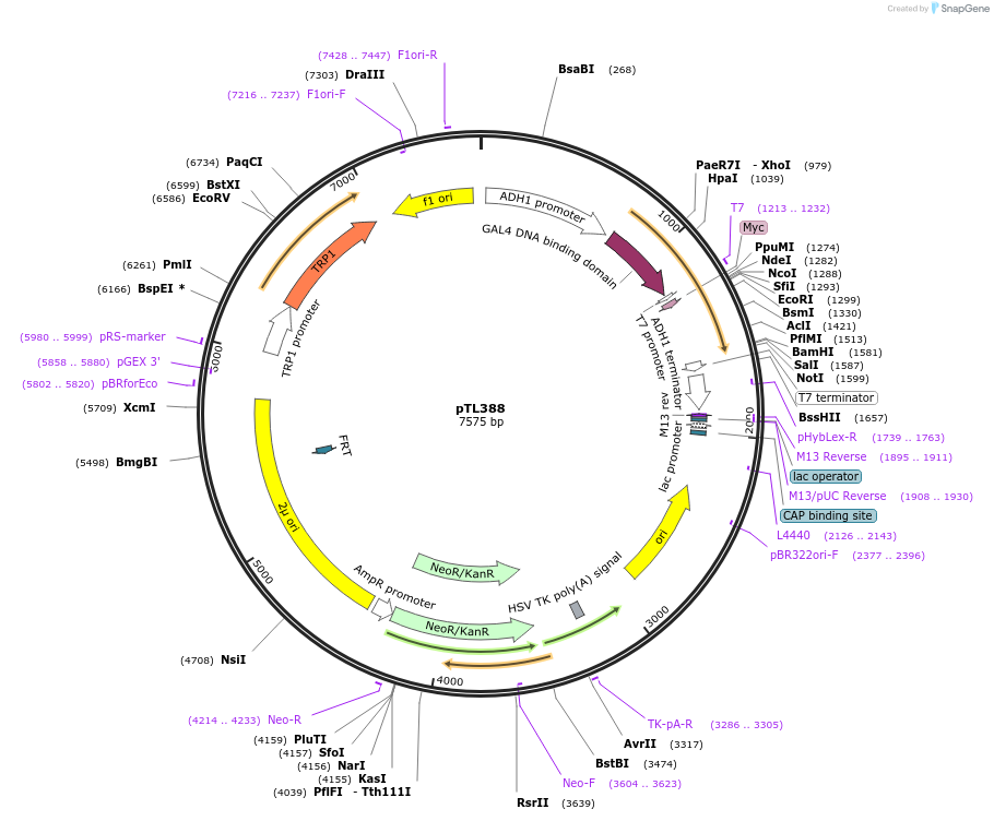 168449-plasmid-map-sequence-id-349969