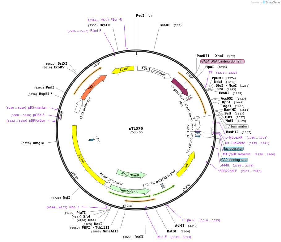 168437-plasmid-map-sequence-id-349970