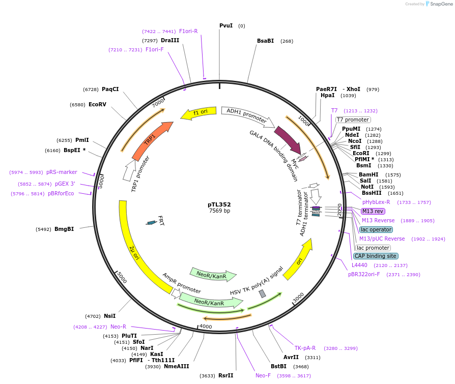 168413-plasmid-map-sequence-id-349971