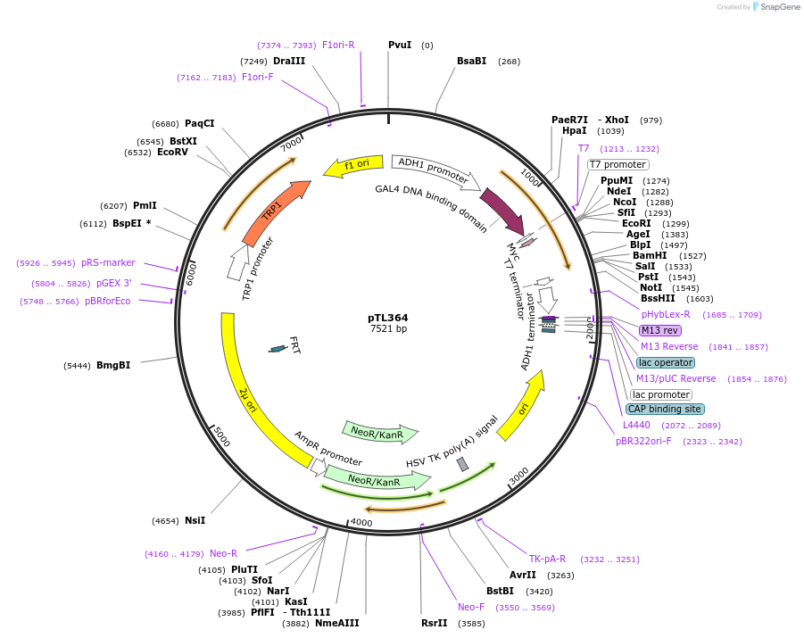 168425-plasmid-map-sequence-id-349972