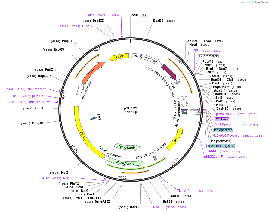 168436-plasmid-map-sequence-id-349978