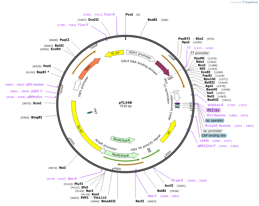 168409-plasmid-map-sequence-id-349982