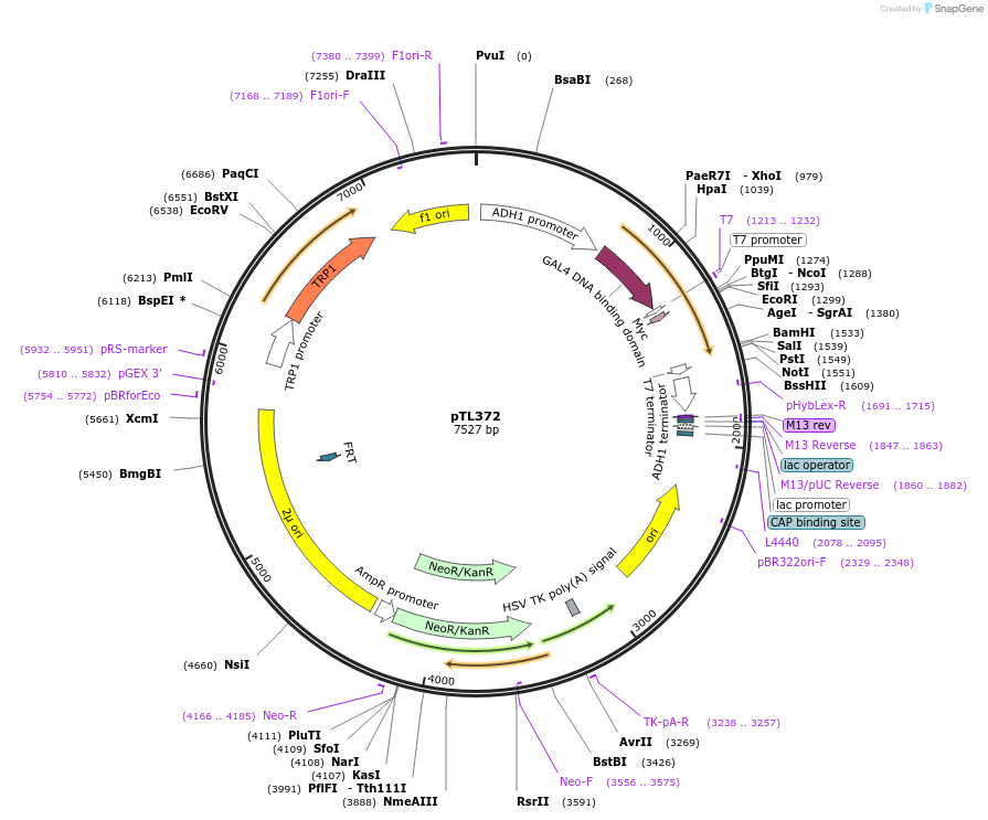 168433-plasmid-map-sequence-id-349983