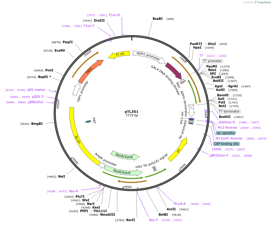 168412-plasmid-map-sequence-id-349984