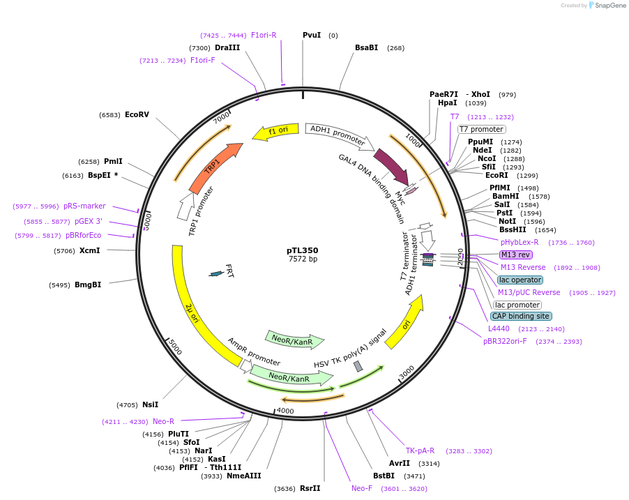 168411-plasmid-map-sequence-id-349986