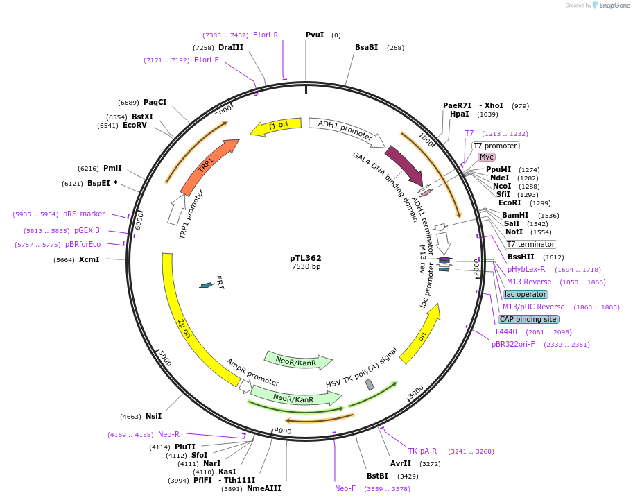 168423-plasmid-map-sequence-id-349987