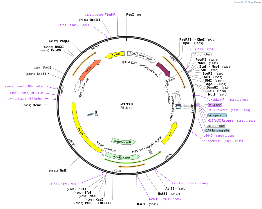 168389-plasmid-map-sequence-id-349990