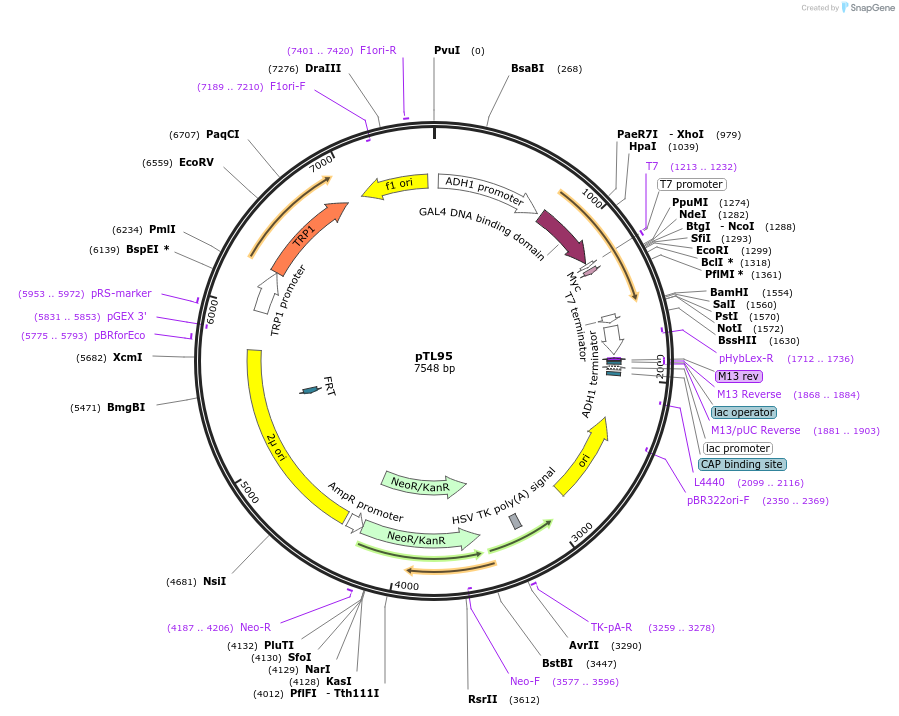 168329-plasmid-map-sequence-id-349992