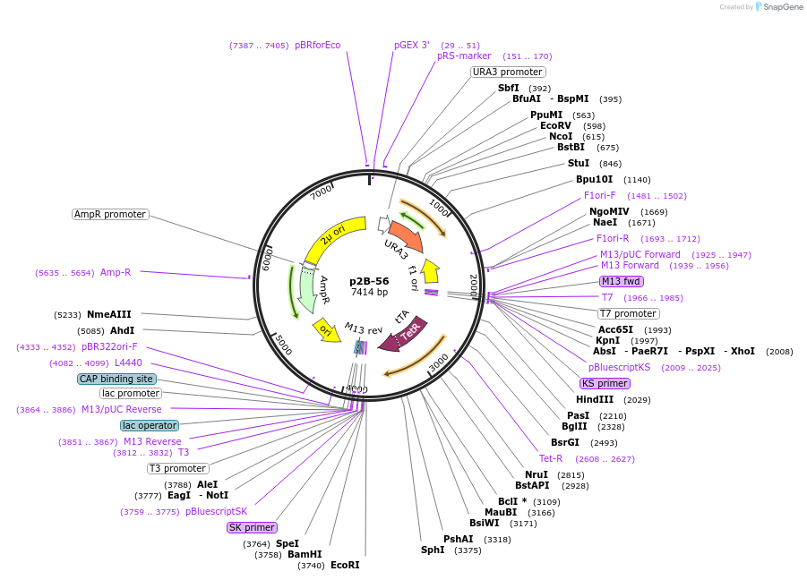 177925-plasmid-map-sequence-id-349995