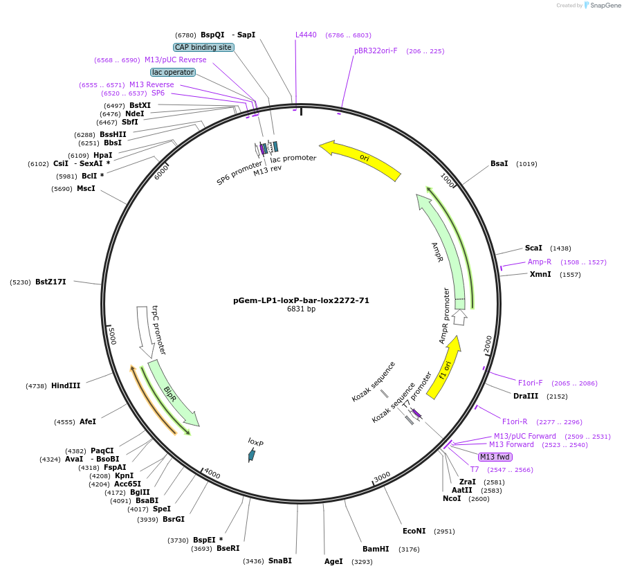 168785-plasmid-map-sequence-id-350000