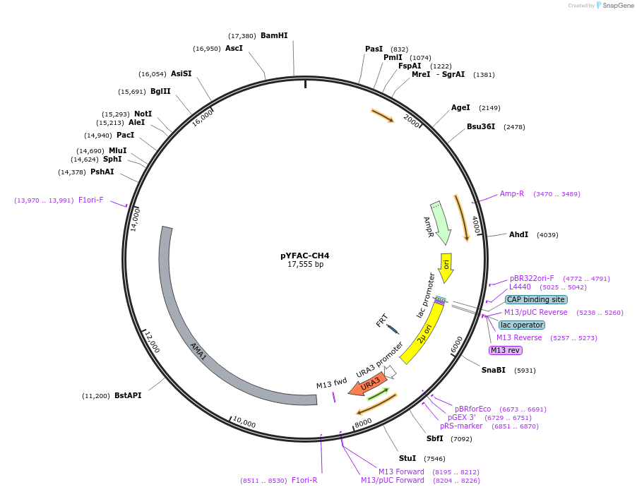 168980-plasmid-map-sequence-id-350001