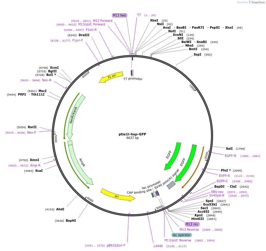 177837-plasmid-map-sequence-id-350004