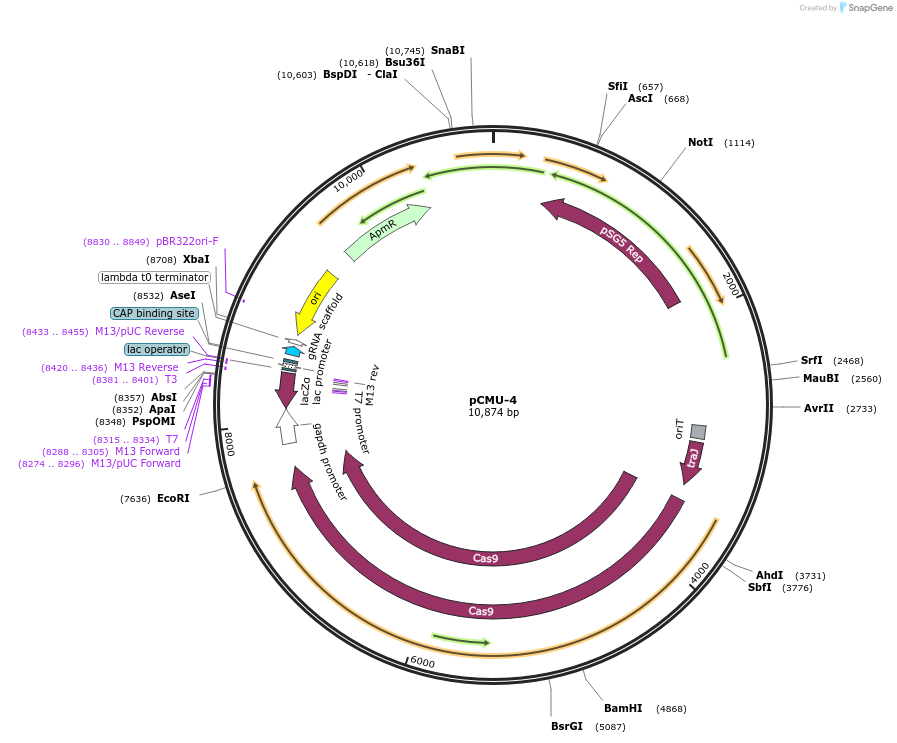 172353-plasmid-map-sequence-id-350007