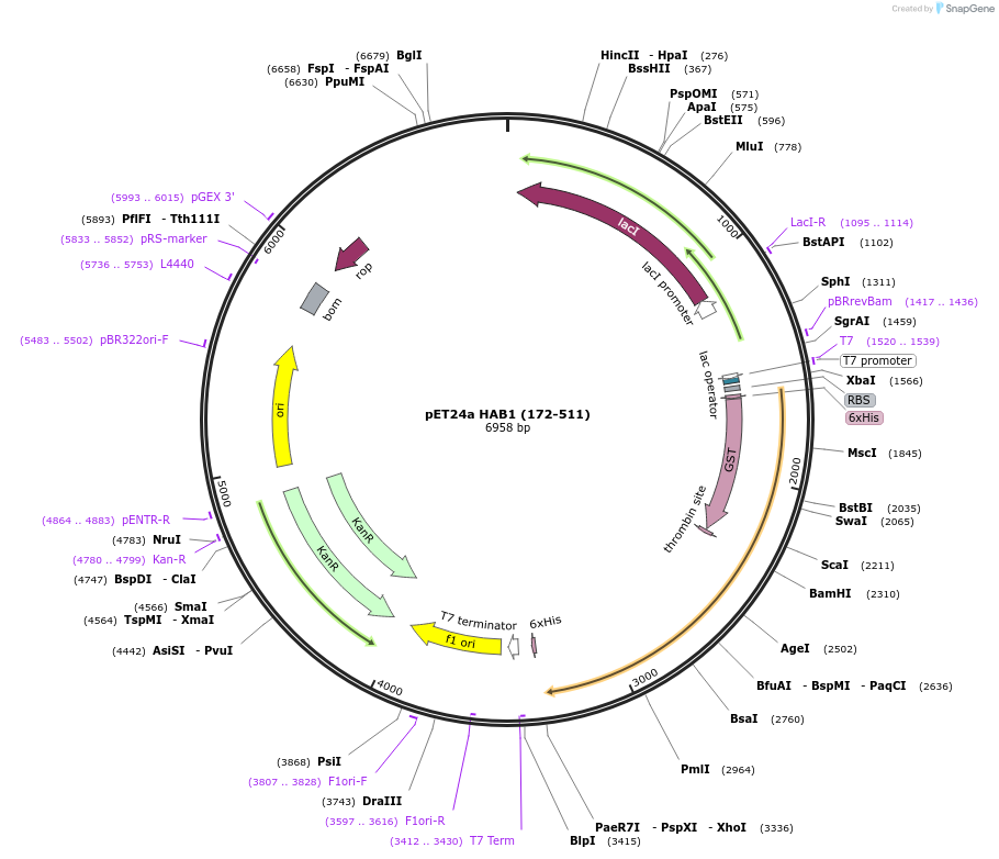 177844-plasmid-map-sequence-id-350008
