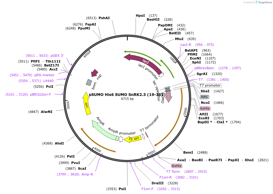 177846-plasmid-map-sequence-id-350012