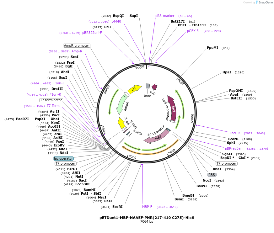 177849-plasmid-map-sequence-id-350014