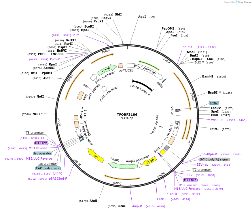 144662-plasmid-map-sequence-id-350017