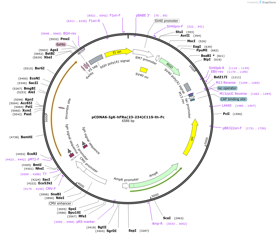 177841-plasmid-map-sequence-id-350020