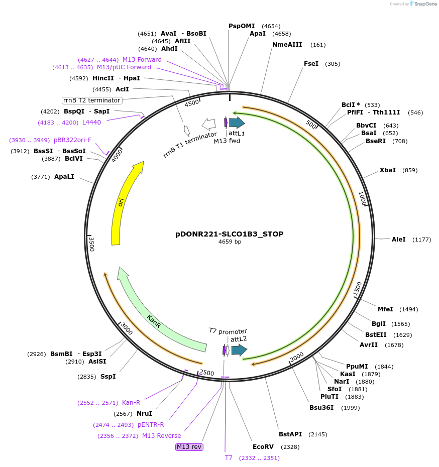 161366-plasmid-map-sequence-id-350021