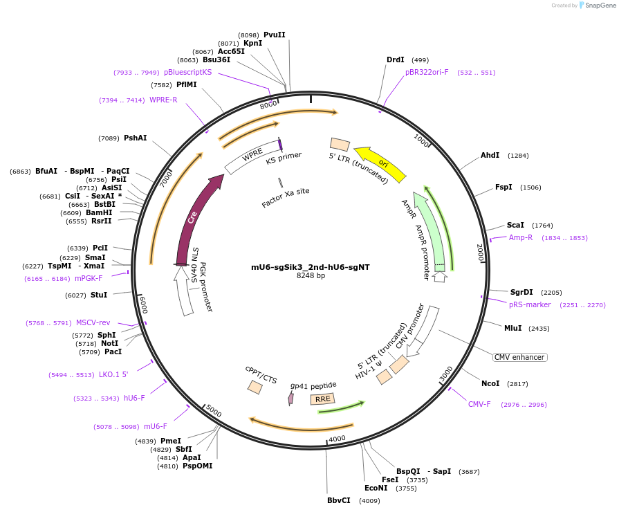 177215-plasmid-map-sequence-id-350026