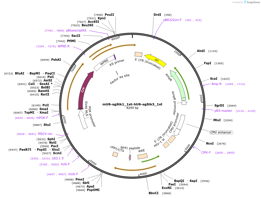 177216-plasmid-map-sequence-id-350028