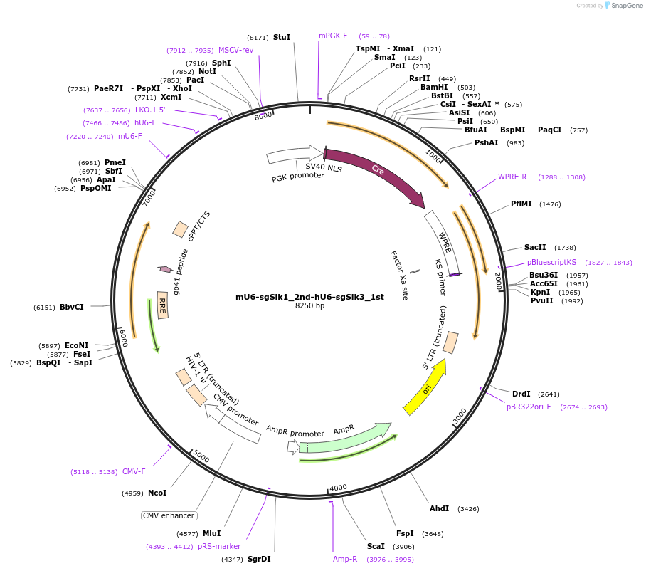 177218-plasmid-map-sequence-id-350031
