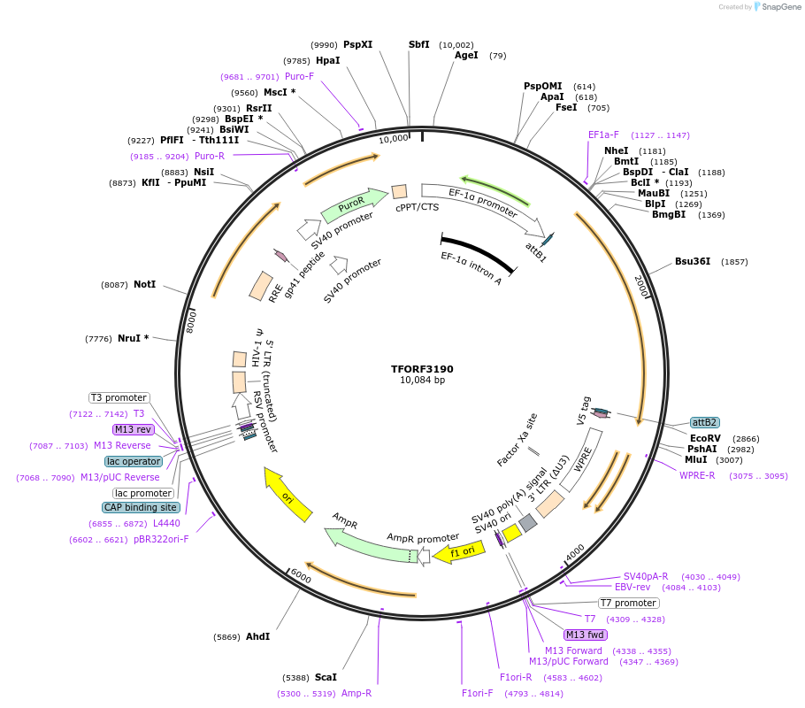 144666-plasmid-map-sequence-id-350034