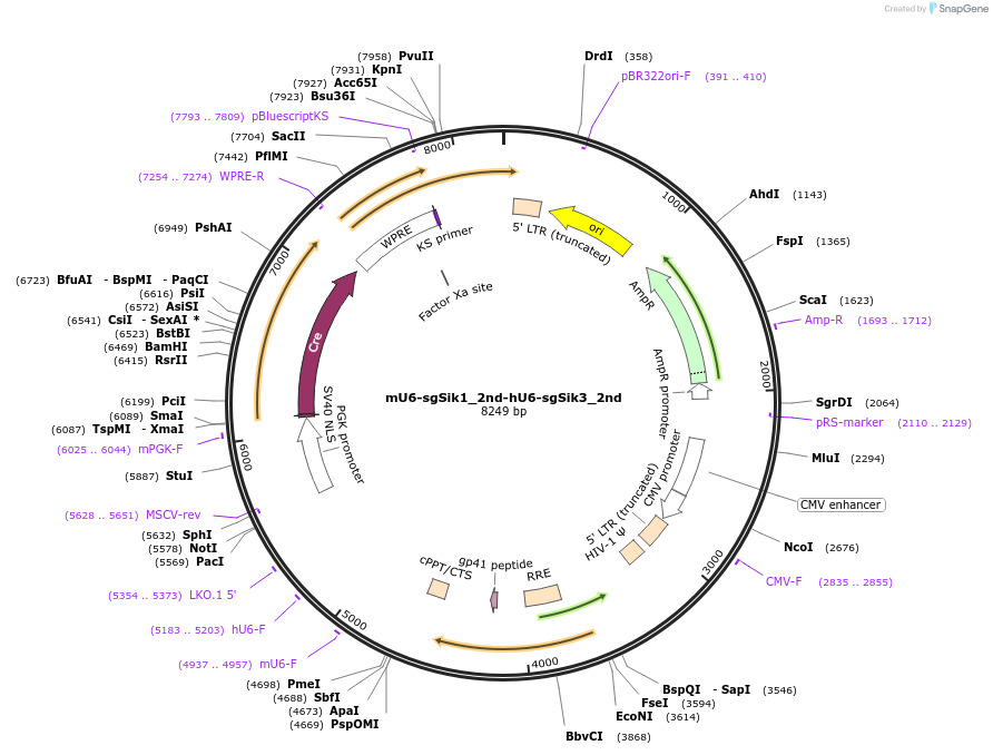 177219-plasmid-map-sequence-id-350035