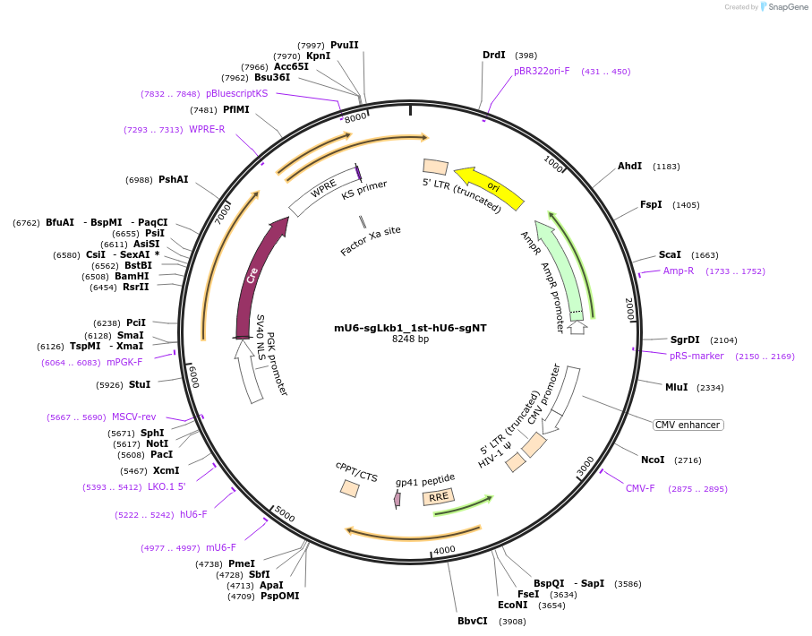 177220-plasmid-map-sequence-id-350037
