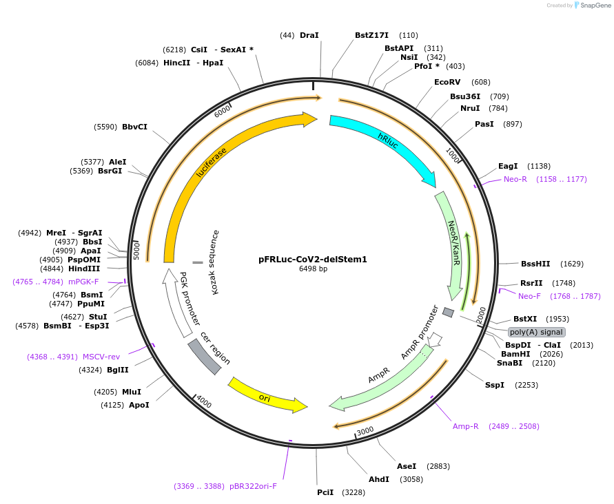177616-plasmid-map-sequence-id-350042