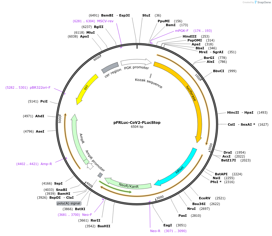 177617-plasmid-map-sequence-id-350043