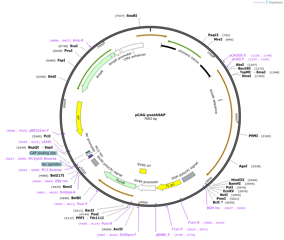 178792-plasmid-map-sequence-id-350047