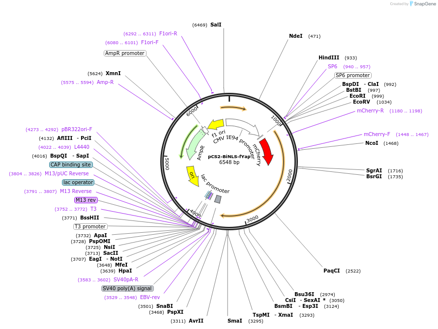 176623-plasmid-map-sequence-id-350060