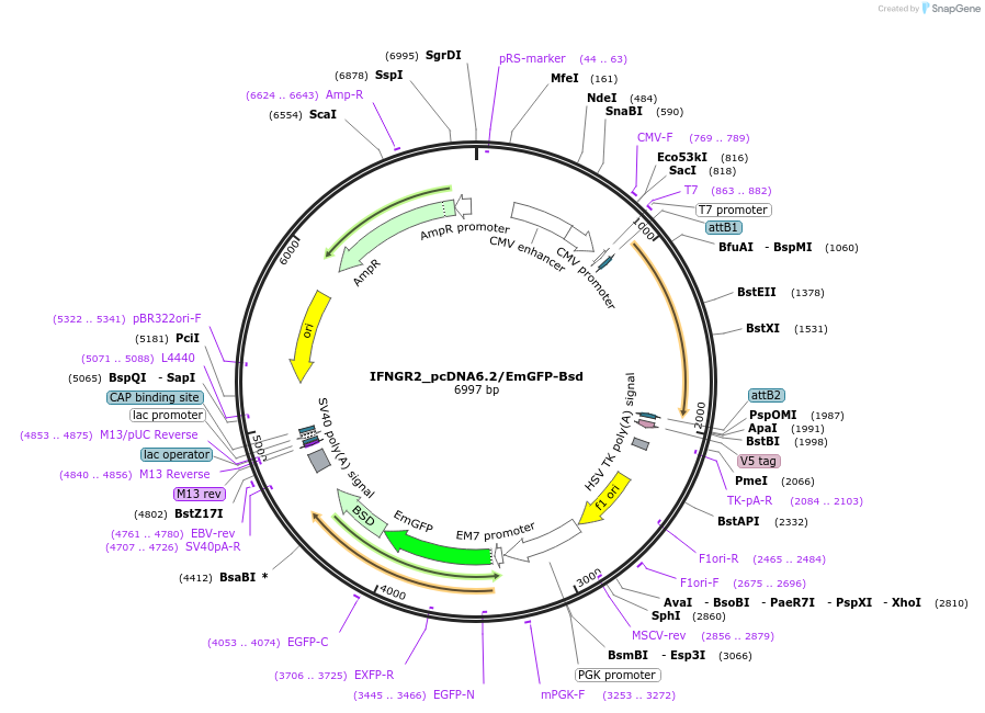 176939-plasmid-map-sequence-id-350091