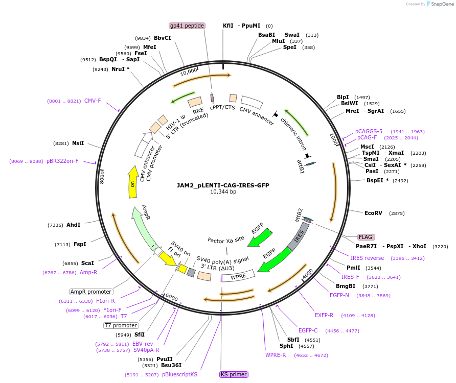 176997-plasmid-map-sequence-id-350093