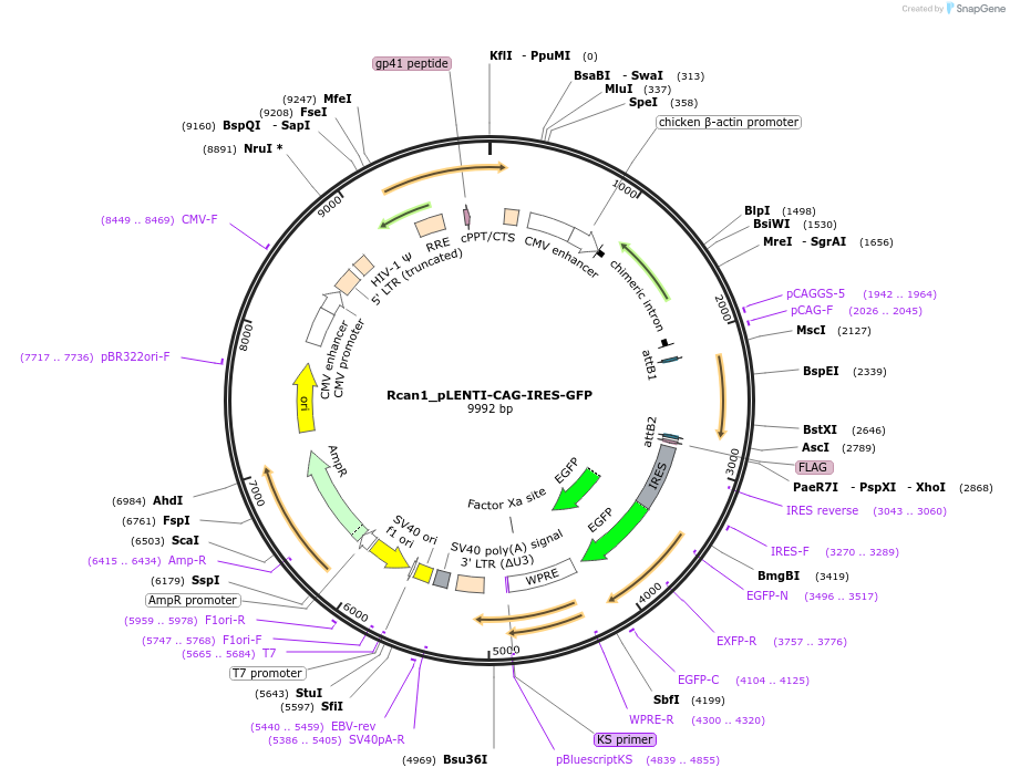 177000-plasmid-map-sequence-id-350096