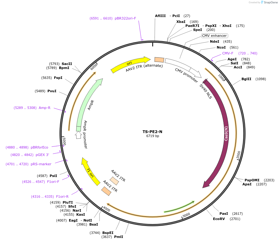 176649-plasmid-map-sequence-id-350104
