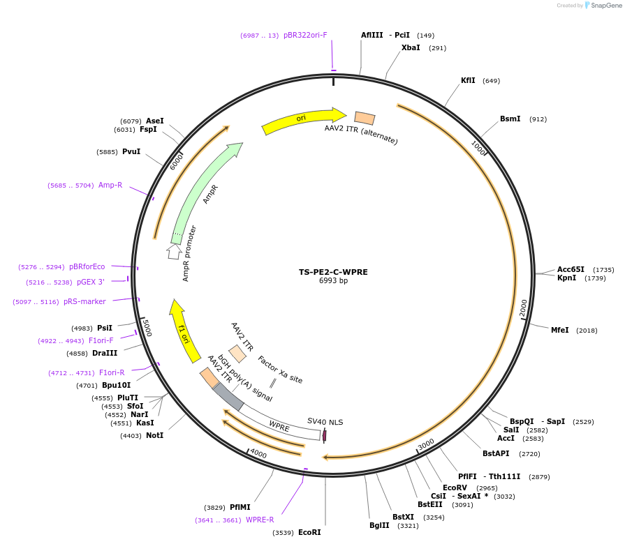 176650-plasmid-map-sequence-id-350105