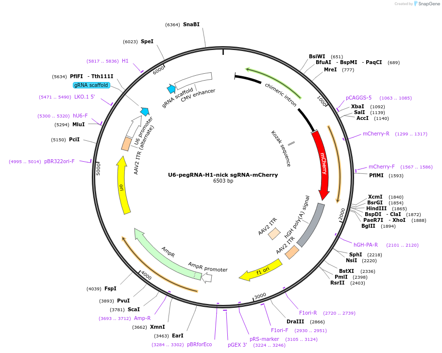 176901-plasmid-map-sequence-id-350107
