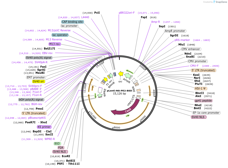 176933-plasmid-map-sequence-id-350108