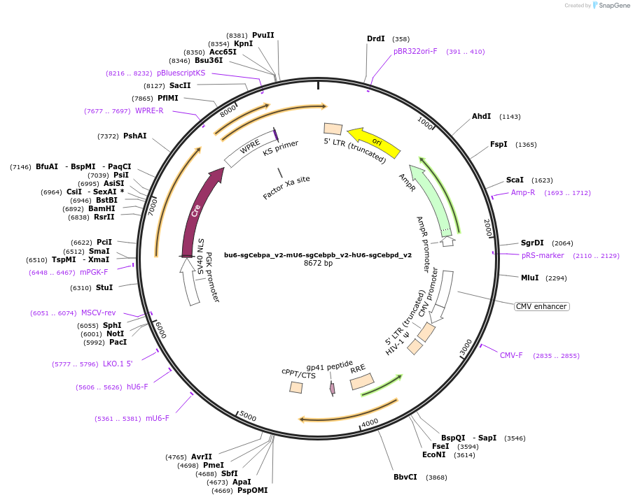 177258-plasmid-map-sequence-id-350112