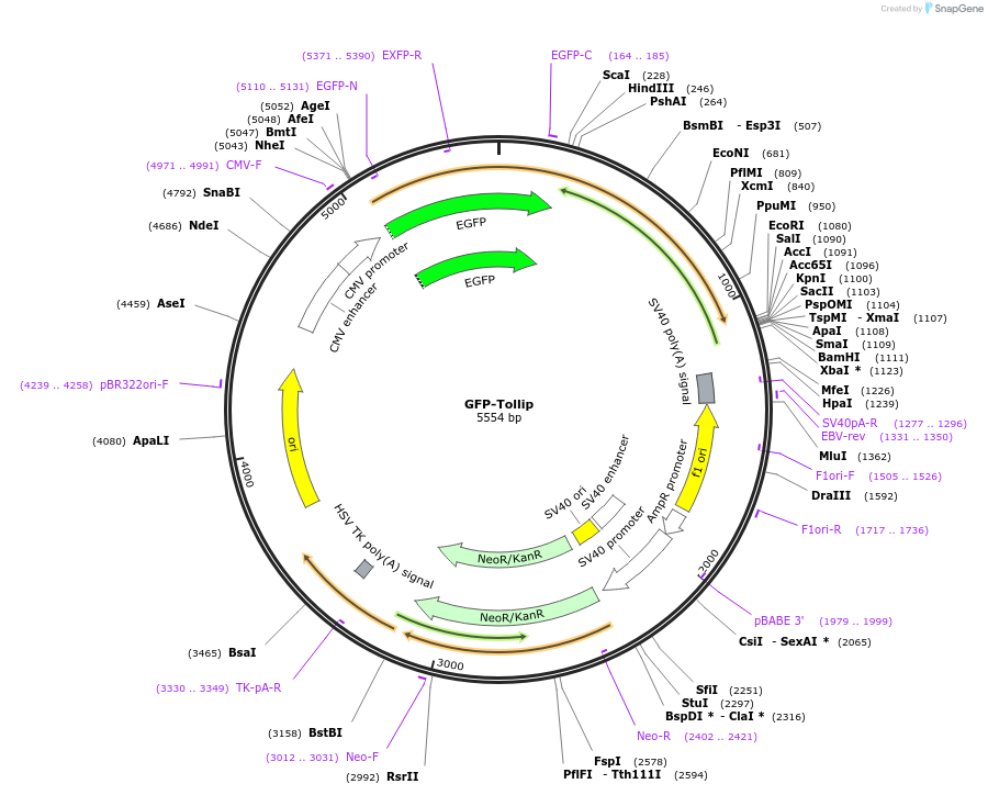 178050-plasmid-map-sequence-id-350115