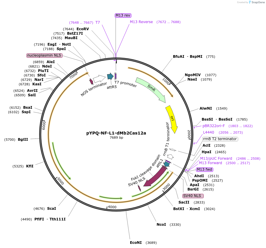 177683-plasmid-map-sequence-id-350121
