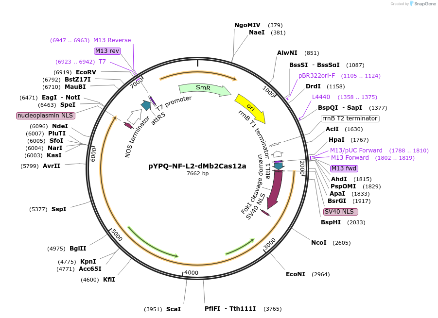 177684-plasmid-map-sequence-id-350122