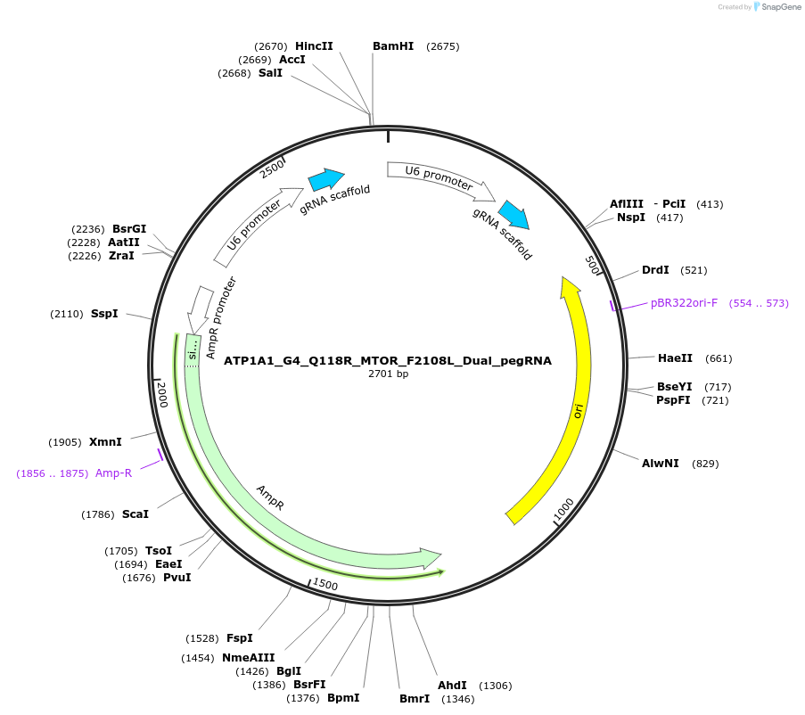 178102-plasmid-map-sequence-id-350124
