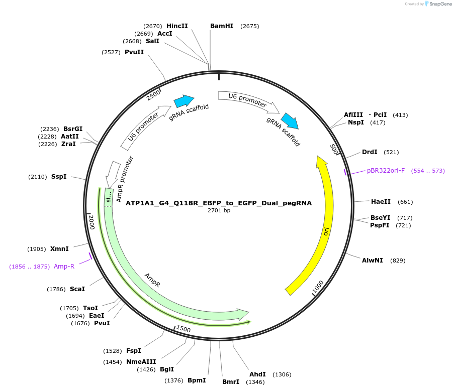 178100-plasmid-map-sequence-id-350130